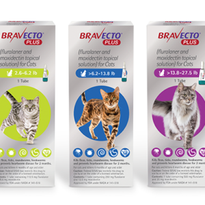 Bravecto® PLUS Topical Solution for Cats | Fleas, ticks, heartworms, hookworms, and roundworms